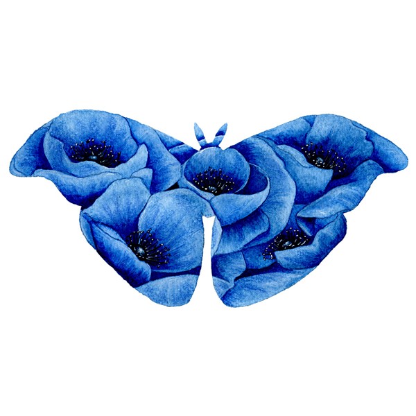 Blue Poppy Moth