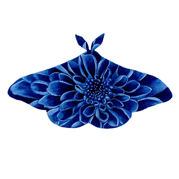 Blue Aster Moth
