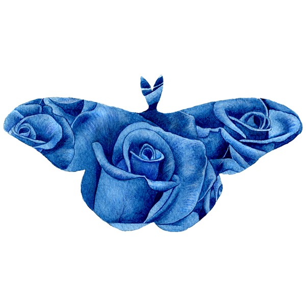 Blue Rose Moth