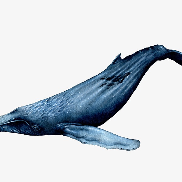 Humpback Whale - A Study